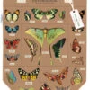 Entomology Tote Bag 2 Entomology Tote Bag -Little Craft Place TB ENT 2 509x638 8833b7dd 0eb6 49da aac7 72ba7ead320b